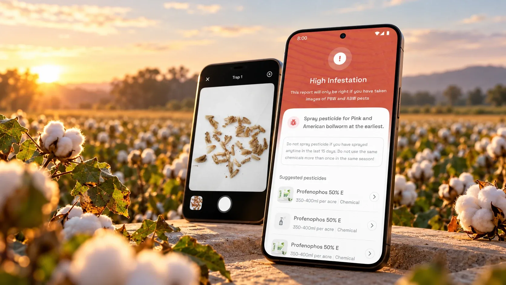 CottonAce trap capture and infestation report screens on two phones, in an illustrative cotton-field scene.