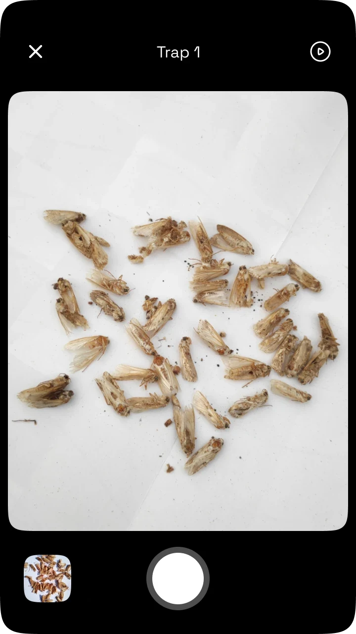 CottonAce capture screen: pests collected from Trap 1, with the shutter below.